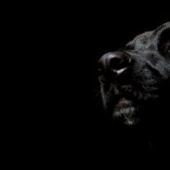 blackd dog