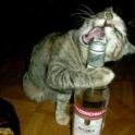 *~Vodk~*